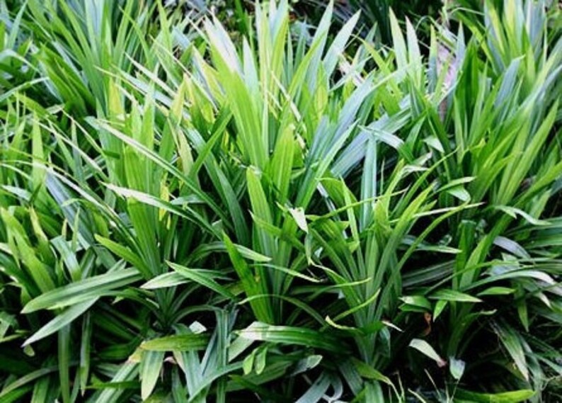 May include: A close-up of a lush green patch of Pandan leaves. The leaves are long and narrow, with a slightly pointed tip. The leaves are arranged in a dense cluster, creating a vibrant green texture.