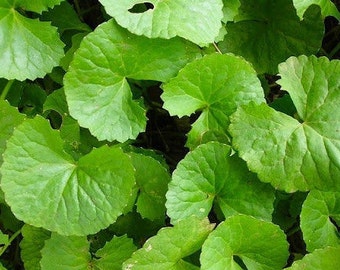 Fresh Organic Pennywort Seeds from Thailand