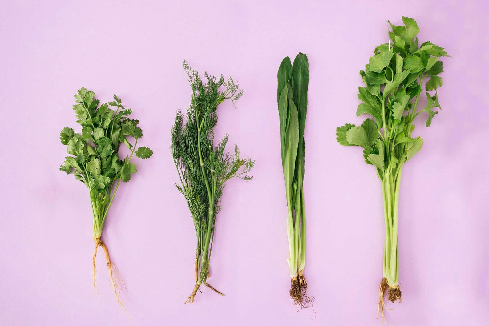 Thai Herb Mixed Seeds Healthy Kitchen Essential Garden Seed Etsy