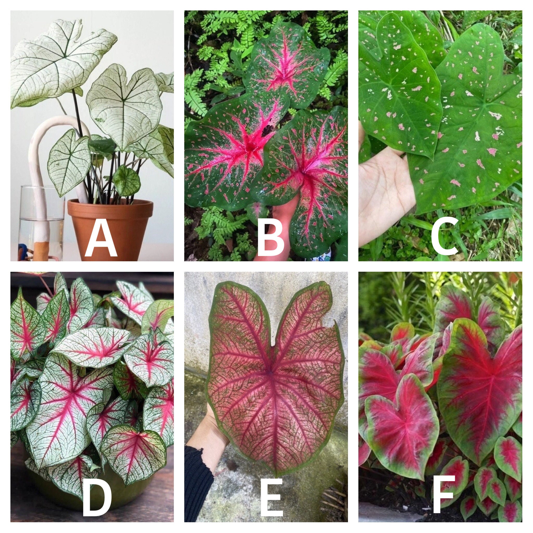 Caladium BULBS Caladium Fancy Leaves Bicolor Mixed Classic Etsy Canada