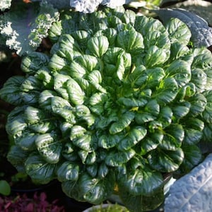 オーガニック TATSOI Brassica Rapa Rosularis Tat Soi Bok ほうれん草 マスタード 野菜種子 - 非遺伝子組み換えおよび伝統品種