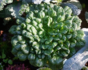 Semillas de vegetales orgánicos TATSOI Brassica Rapa Rosularis Tat Soi Bok Spinach Mustard (variedad tradicional y sin OGM)