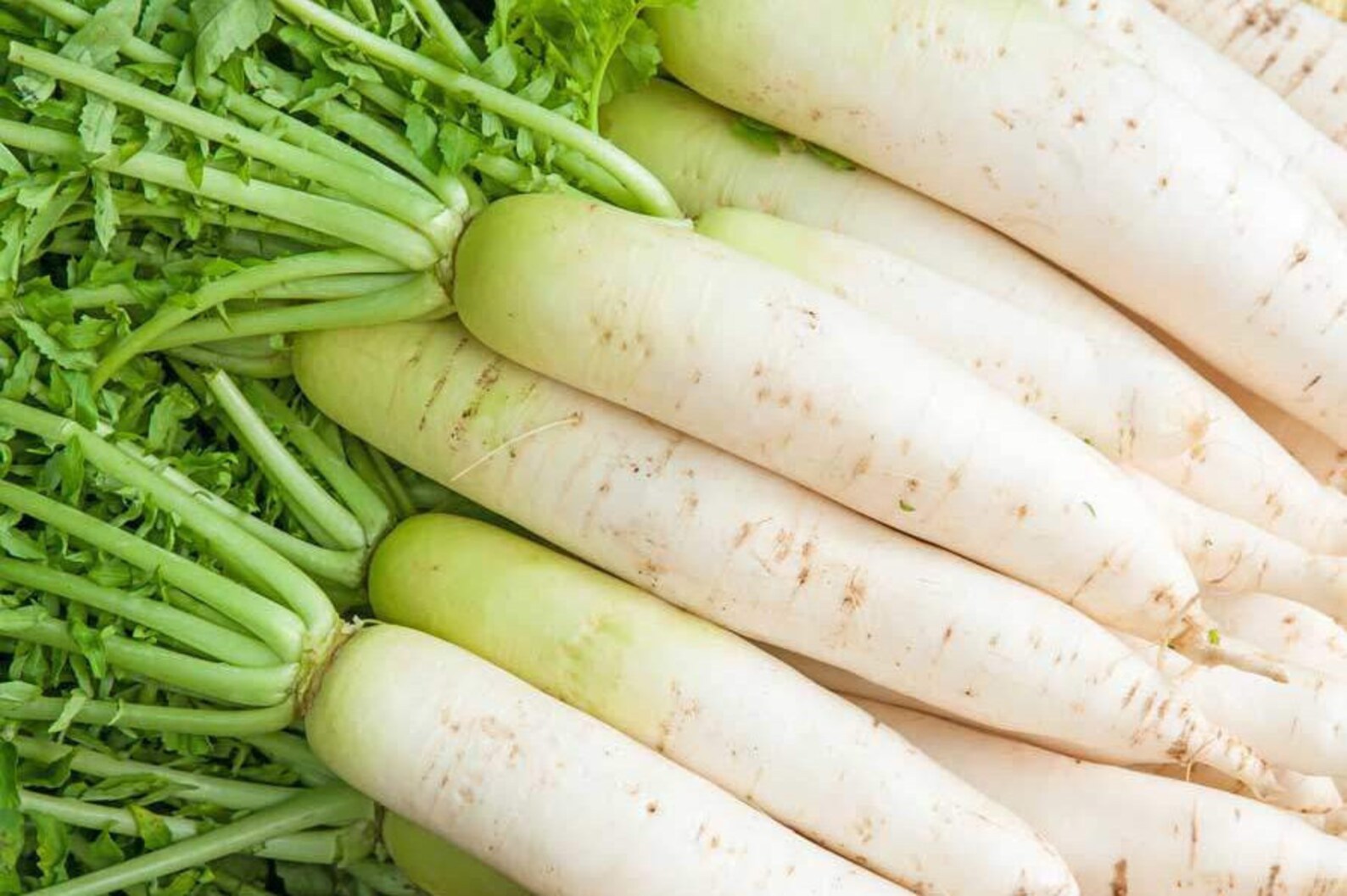White Radish Seeds Daikon Radish Seeds for Vegetable Garden Etsy