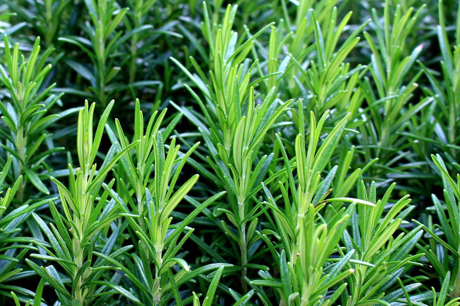 Rosemary Herb Seeds Organic Heirloom Rosemary Seeds Aromatic Etsy