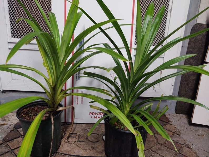 Fresh Fragrant Pandan Plant large 24 tall Pandanus Etsy