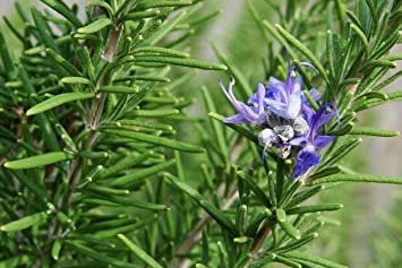 Rosemary Herb Seeds Organic Heirloom Rosemary Seeds Aromatic Etsy