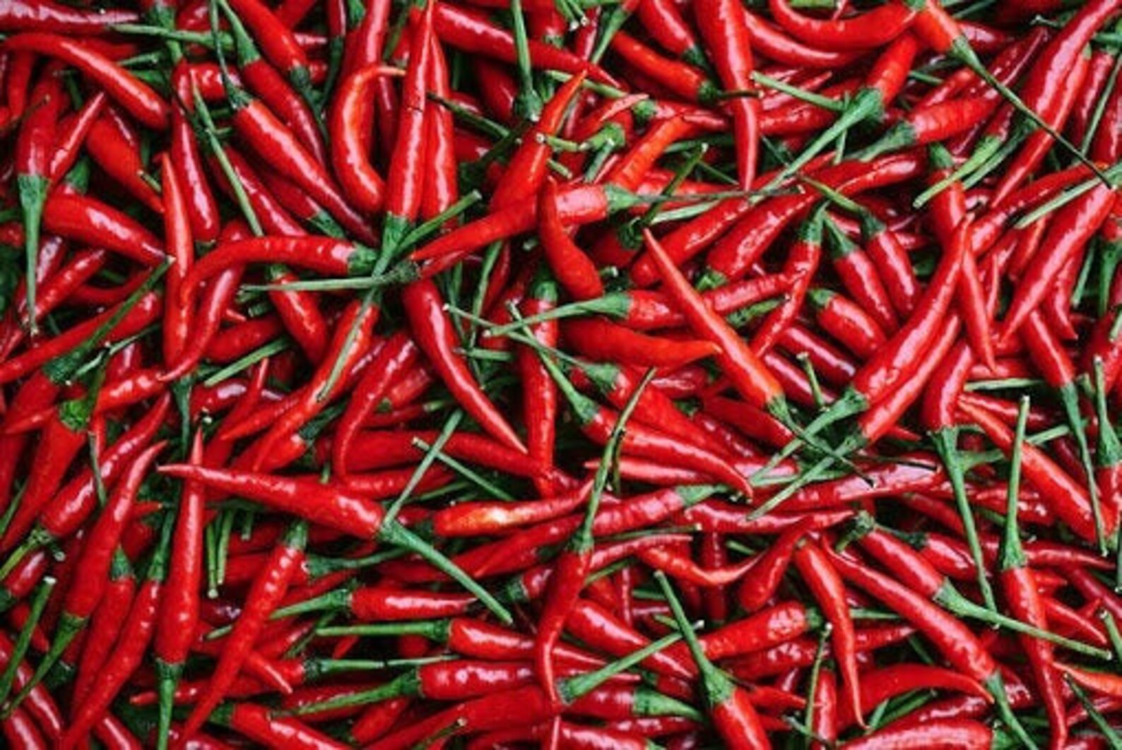Thai Hot Chili Pepper Seeds Thai Hot Pepper Thai Large chili Etsy