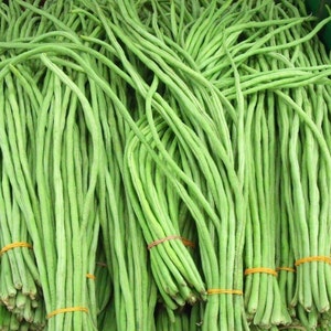 Può includere: Un mazzo di fagiolini lunghi e sottili, legati insieme con elastici. I fagiolini sono freschi e pronti per essere cucinati.