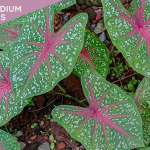 Caladium BULBS - CAROLYN WHORTON, feuilles fantaisie, bicolore mixte, beauté classique, plante d&#39;intérieur, purificateur d&#39;air, - plante d&#39;intérieur à croissance facile