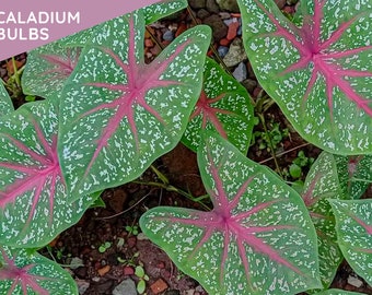 Caladium BULBS - CAROLYN WHORTON, fancy leaves, Bicolor Mixed, Classic beauty, Indoor Plant, Air Purifier,  - Easy Growing House Plant