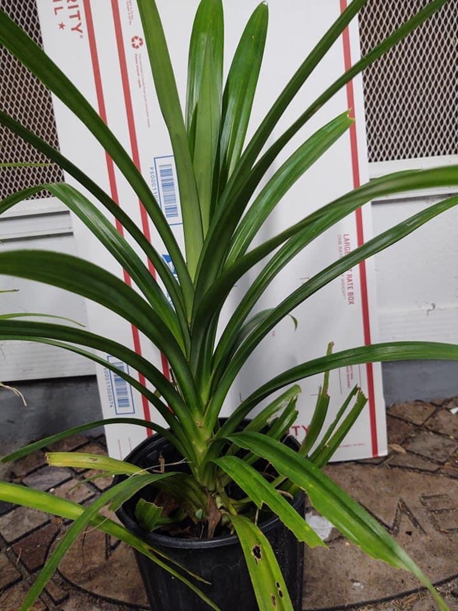 Fresh Fragrant Pandan Plant large 24 tall Pandanus Etsy