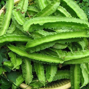 Organic Thai Winged Bean Seeds - High-Yielding and Easy-to-Grow