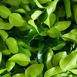 BESTSELLER - Dried Kaffir Lime Leaves - Authentic Thai Ingredient for Cooking and Herbal Tea image 3