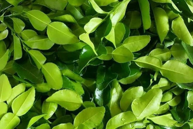 BESTSELLER - Dried Kaffir Lime Leaves - Authentic Thai Ingredient for Cooking and Herbal Tea image 3
