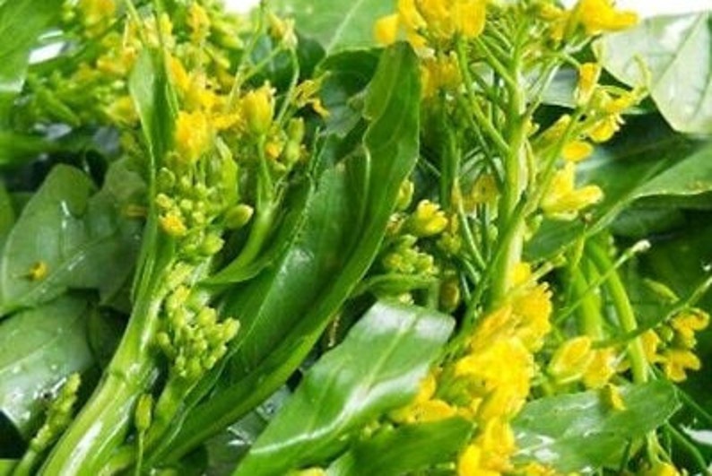 Flowering Chinese Cabbage Seeds Edible Rape Seeds Yu Choy Etsy