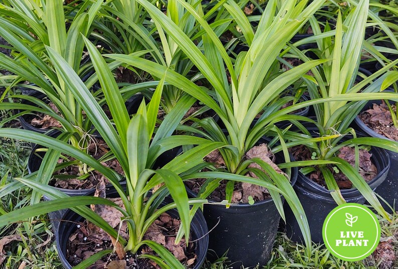 Fresh Fragrant Pandan Plant medium 1012 tall Etsy