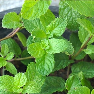 Thaise muntzaden, citroenmelissezaden, Thais kruidenzaad voor moestuin, binnentuin - Biologische tuinbenodigdheden (GMO-vrij)