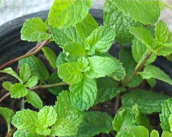 Thai Mint Seeds, Lemon Balm Seeds, Thai Herb Seed for Vegetable Garden, Indoor Garden - Organic Garden Supplies (Non GMO)