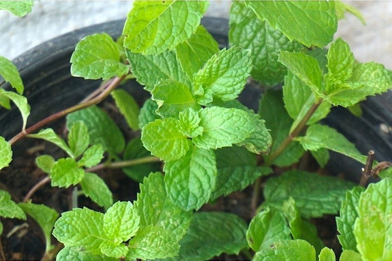 THAI MINT 200 SEED GREEN HERB FRAGRANT FROM Thai 