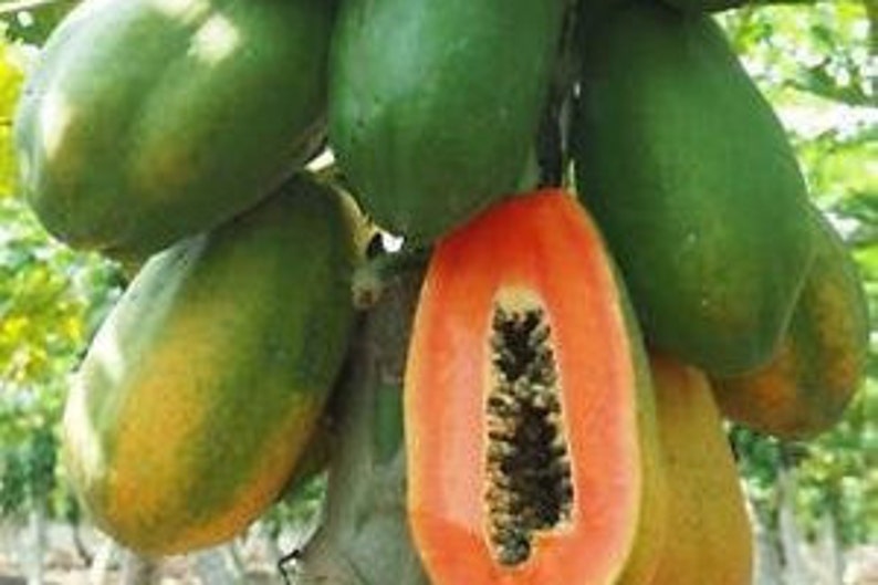 Thai Papaya Fruit Seeds Paw Paw Seeds Sweet Papaya Fruit - Etsy Canada
