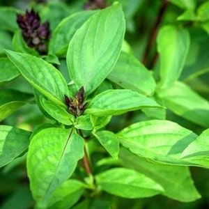 Thai Sweet Basil Seeds - Organic, Non-GMO, Heirloom