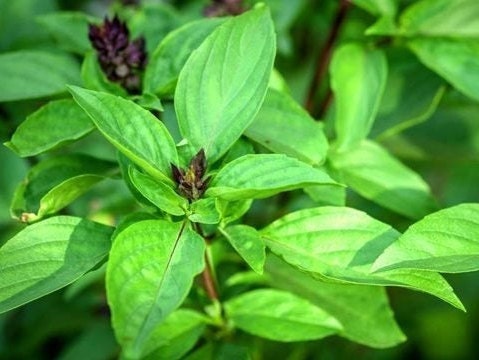 Thai Sweet Basil Seeds - Organic, Non-GMO, Heirloom