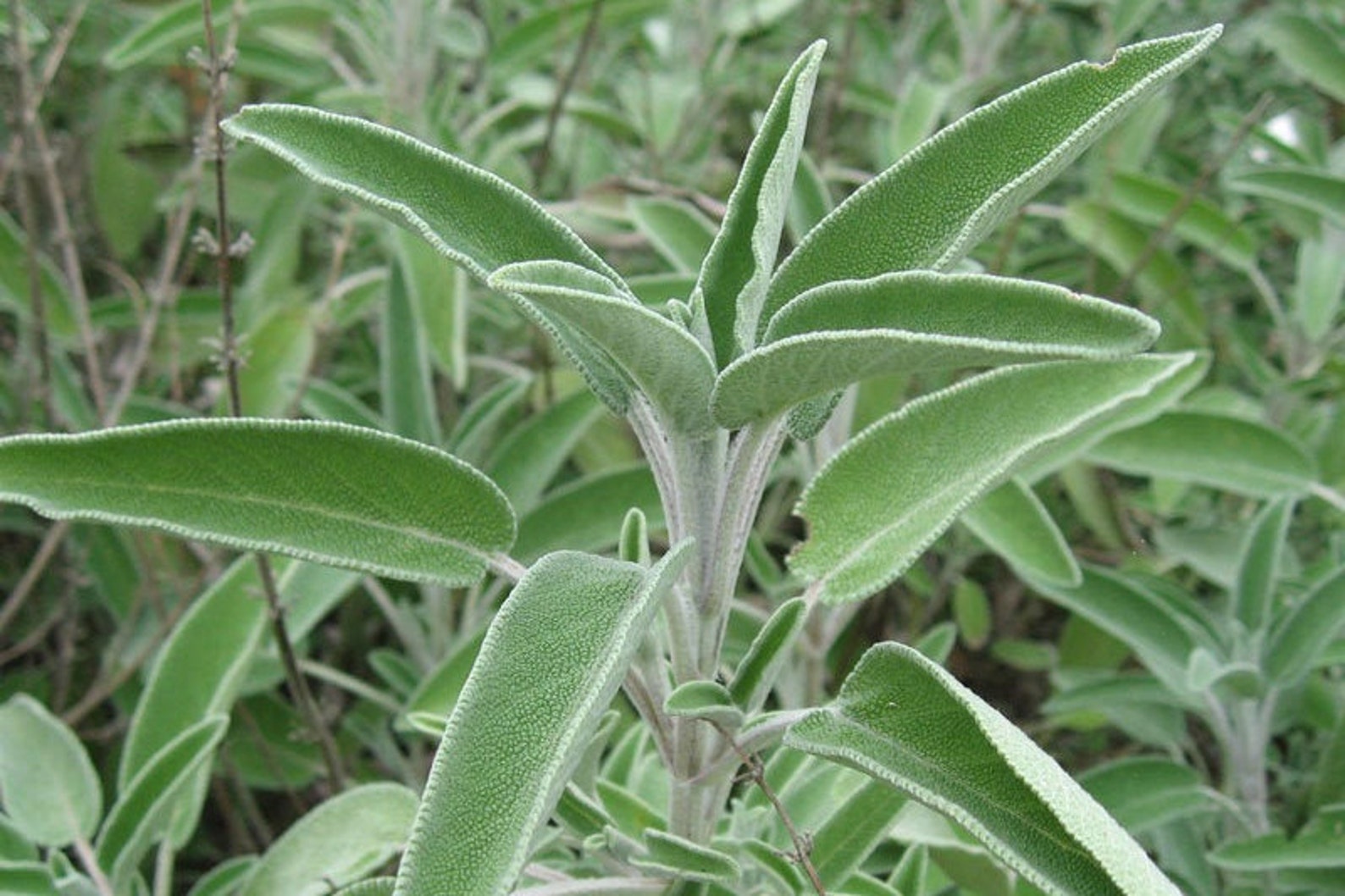 Sage Seeds Sage Broadleaf Heirloom Aromatic Culinary Herb Etsy