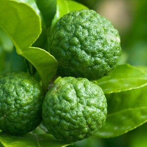 BESTSELLER - Dried Kaffir Lime Leaves - Authentic Thai Ingredient for Cooking and Herbal Tea image 4