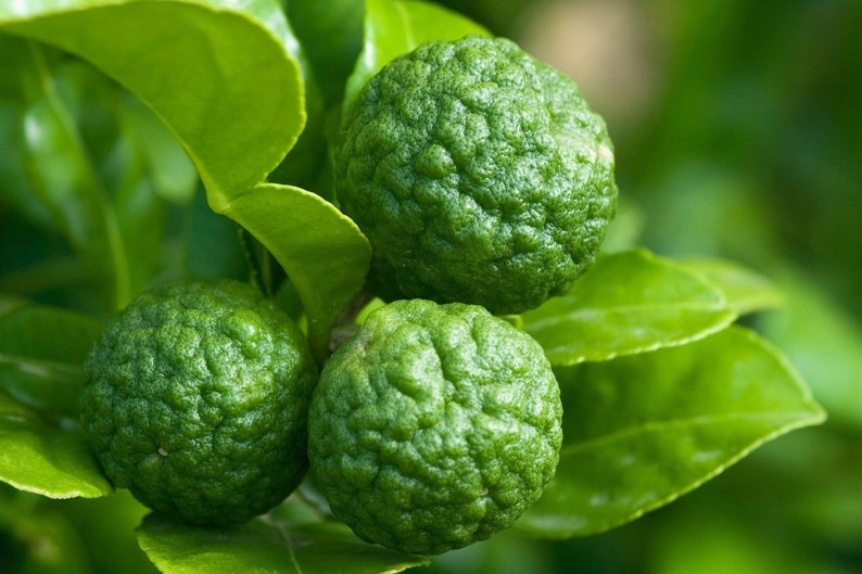 BESTSELLER - Dried Kaffir Lime Leaves - Authentic Thai Ingredient for Cooking and Herbal Tea image 4