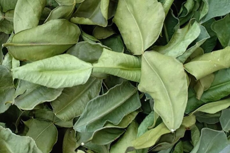 BESTSELLER - Dried Kaffir Lime Leaves - Authentic Thai Ingredient for Cooking and Herbal Tea image 2