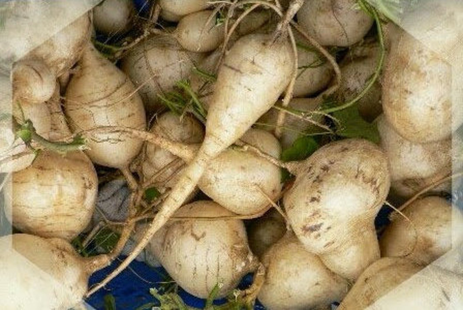 True Jicama Seeds Pachyrhizus Erosus Climbing Yam Bean Etsy