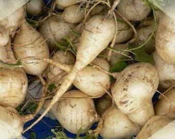 Bio Jicama Samen, Pachyrhizus Erosus - Seltene Erbstück Gemüsesamen für den Hausgarten