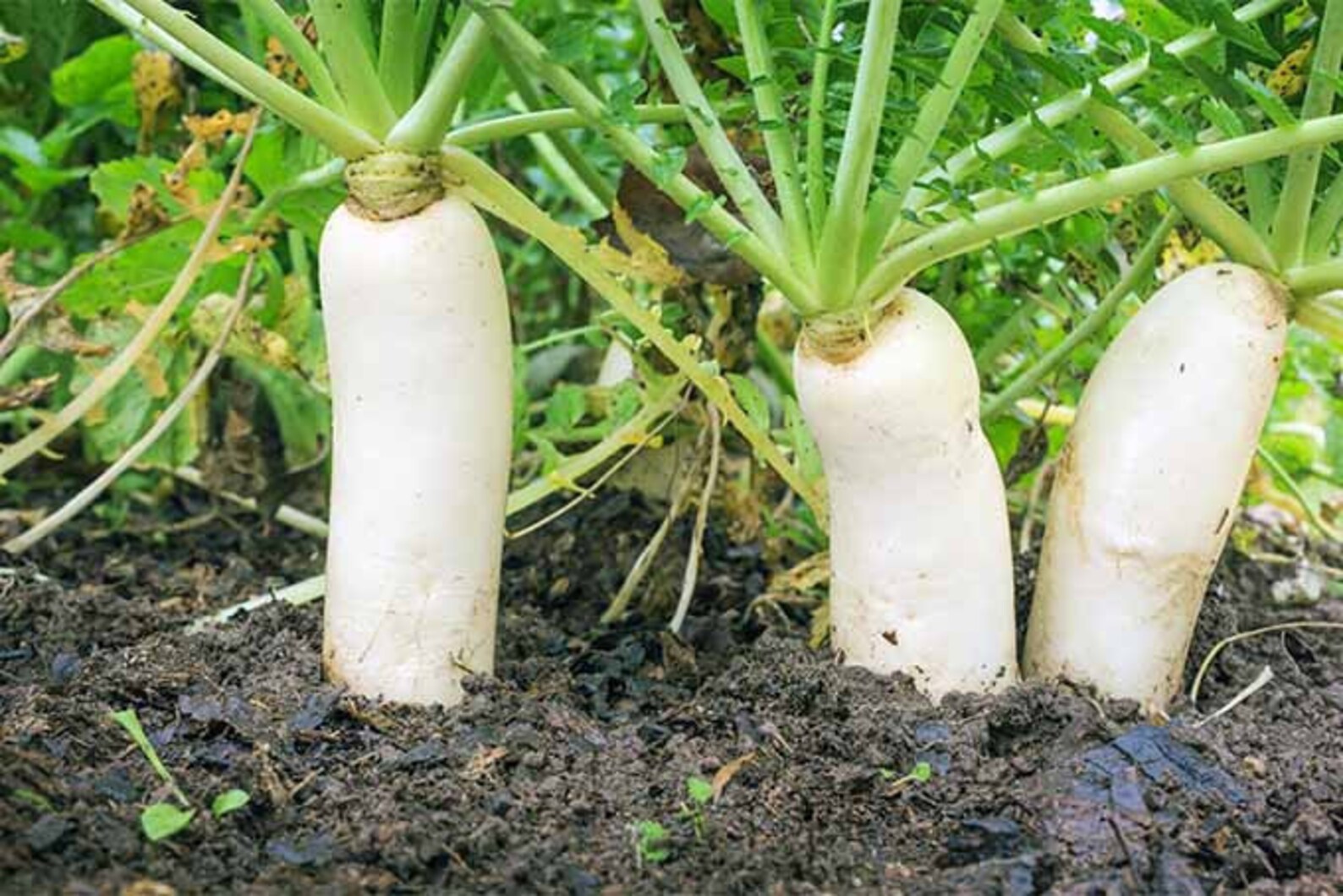 White Radish Seeds Daikon Radish Seeds for Vegetable Garden Etsy