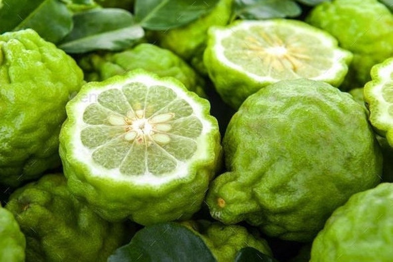 BESTSELLER - Dried Kaffir Lime Leaves - Authentic Thai Ingredient for Cooking and Herbal Tea image 5