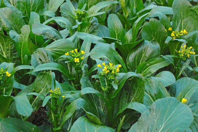 Flowering Chinese Cabbage Seeds Edible Rape Seeds Yu Choy Etsy
