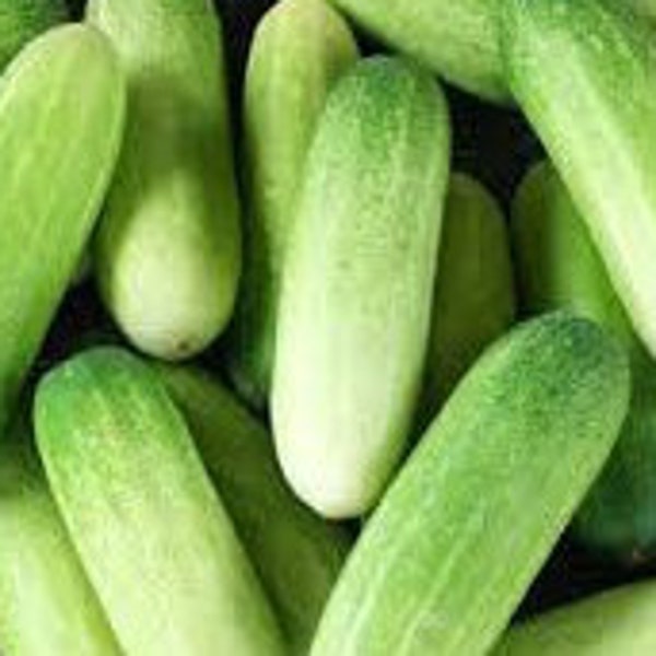 Thai Cucumber Seeds - High-Yielding Variety for Home Gardens
