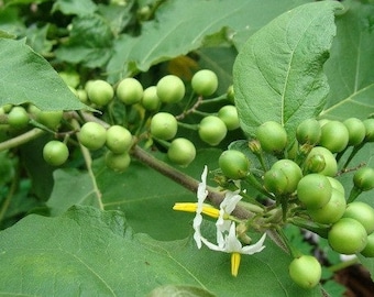 Semillas de berenjena y guisante tailandés: orgánicas, sin OGM y fáciles de cultivar