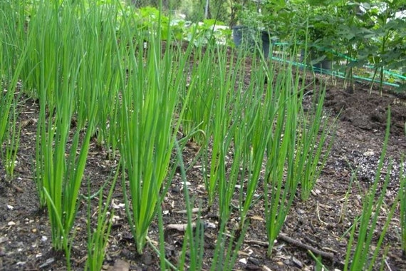 500 seeds of Spring Onion fragrant vegetable Thailand Seeds 