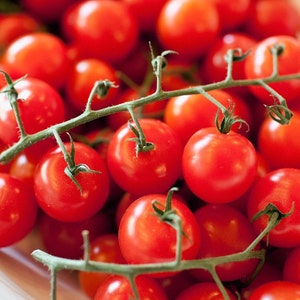 Red Cherry Tomato Seeds - Hoogproductief en heerlijk