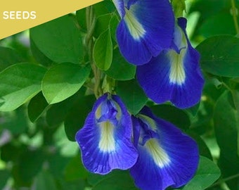 Semillas de guisante de mariposa tailandesa - Semillas de vid de flor azul orgánica para té y colorante alimentario