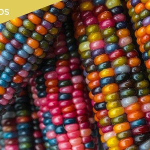 Peut inclure: Gros plan sur des grains de maïs multicolores, montrant une variété de teintes, notamment le bleu, le violet, le rouge, l'orange et le jaune. Les grains sont disposés en rangées sur l'épi, créant un motif visuellement attrayant. Le texte "SEEDS" est visible dans le coin supérieur gauche de l'image.
