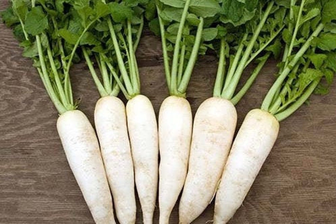 White Radish Seeds Daikon Radish Seeds for Vegetable Garden Etsy
