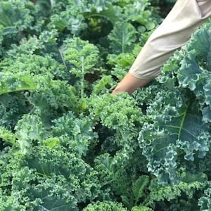 Op de afbeelding: Een veld vol levendige groene boerenkool met diep getextureerde, gekrulde bladeren. Een arm reikt in de boerenkool, mogelijk om te oogsten of te inspecteren. De afbeelding benadrukt de verse, gezonde producten.