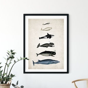 Whale Size Chart Giclee Print, Restored Vintage Wall Art, Aquatic Print, Bathroom Decor, Blue Whale Print - A4, A3, A2