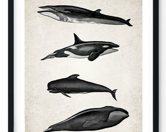 Impresión giclée de un grupo de ballenas, arte mural vintage restaurado, impresión acuática, decoración de baño, impresión de ballena azul (tamaño A5, A4, A3, A2)