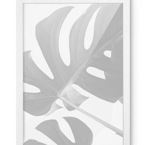 May include: A framed print featuring a close-up of a Monstera leaf in shades of gray. The leaf has large, distinctive holes and is set against a white background. The print is encased in a white wooden frame, creating a minimalist aesthetic.
