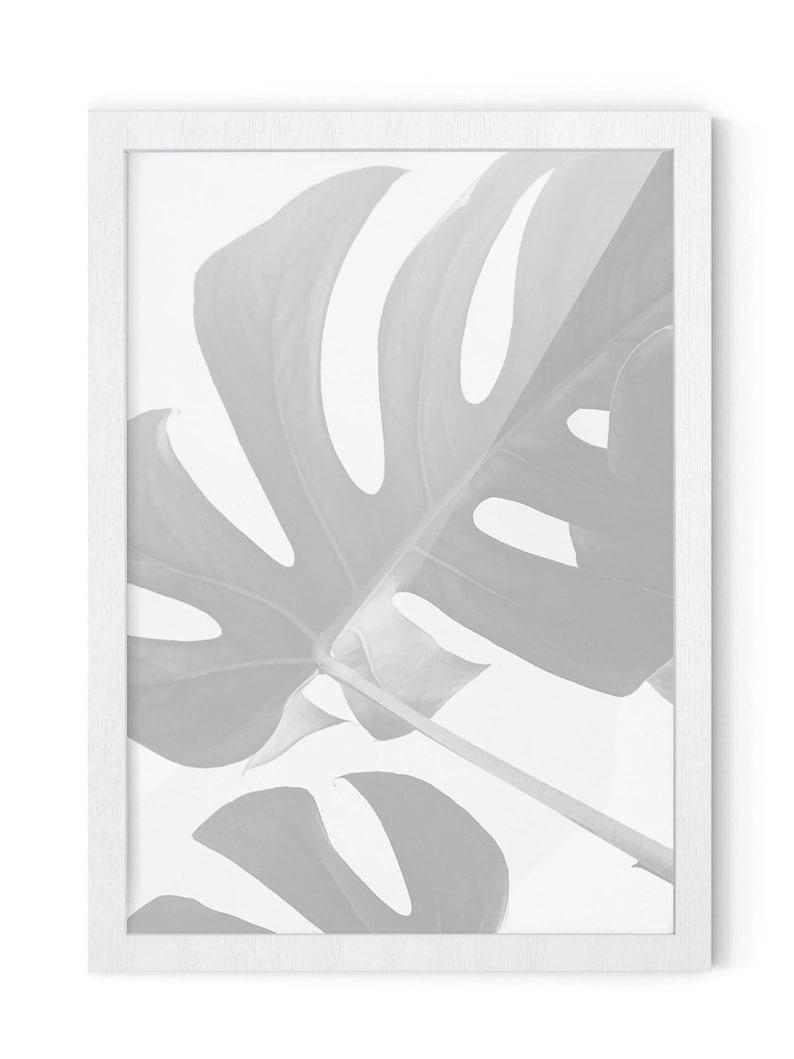 May include: A framed print featuring a close-up of a Monstera leaf in shades of gray. The leaf has large, distinctive holes and is set against a white background. The print is encased in a white wooden frame, creating a minimalist aesthetic.