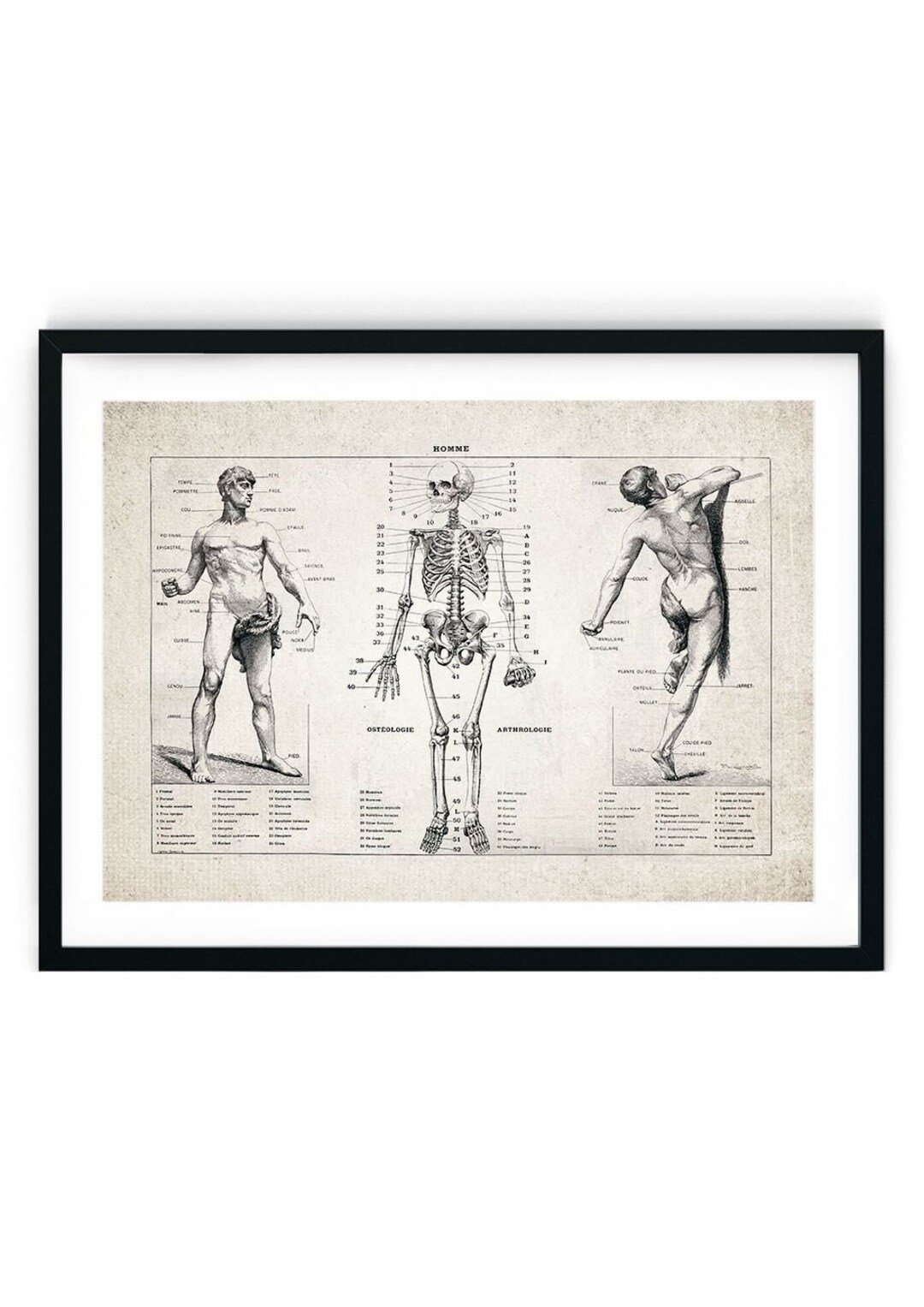 Human Skeleton Anatomy Giclee Print, Restored Vintage Wall Art, Science ...