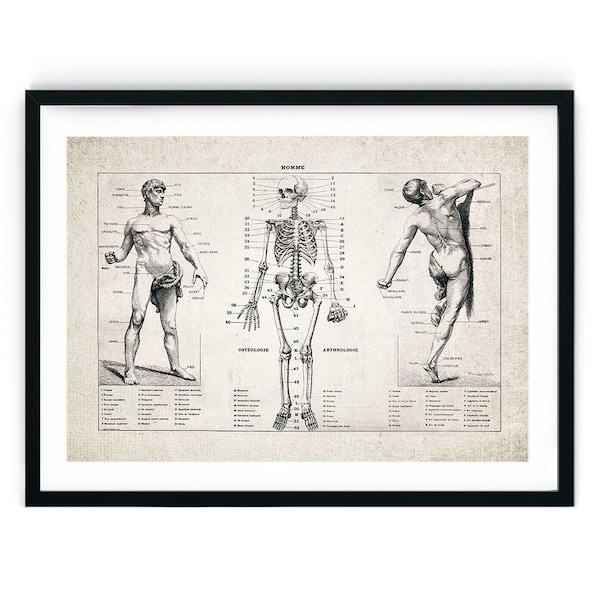 Human Skeleton Anatomy Giclee Print, Restored Vintage Wall Art, Science Print, Science Wall Art, Anatomy Print - A5, A4, A3, A2