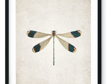 Dragon Fly Giclee Print, Restored Vintage Wall Art, Antique Butterfly Print, Antique Butterfly Art Print - A4, A3, A2